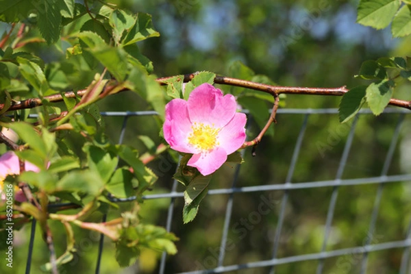 Fototapeta Rose rosehips bush in the garden summer spring