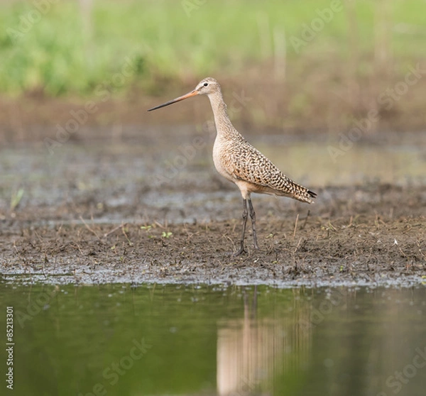 Fototapeta Marbled Godwit