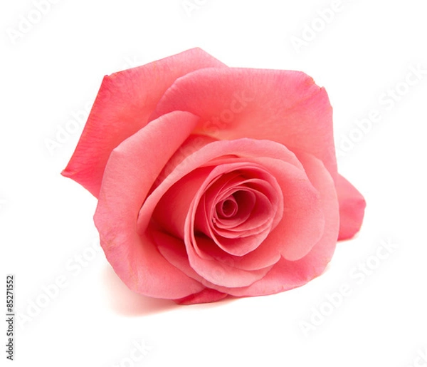 Fototapeta gentle pink rose