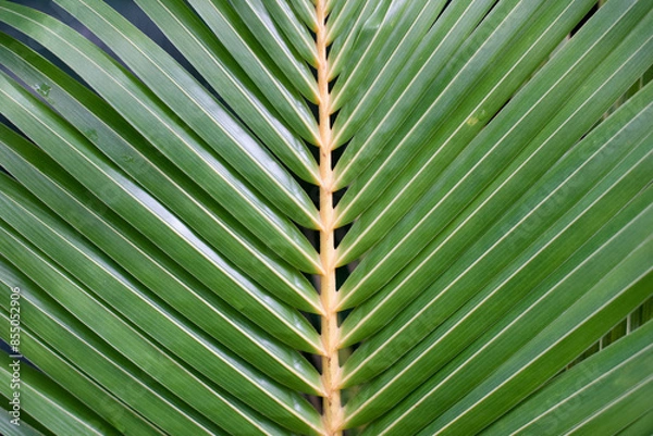 Fototapeta Landscape of tropical green plant