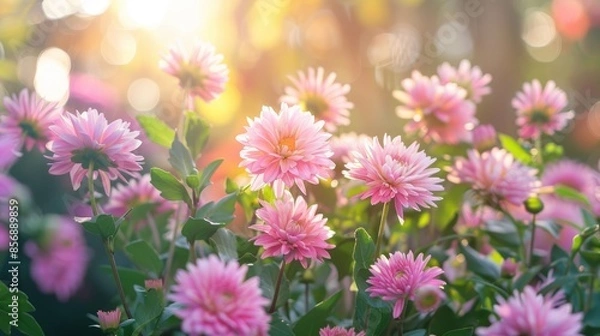 Fototapeta Pink flowers blooming in the garden