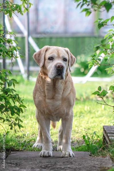 Fototapeta Labrador dog stands on the path in the garden