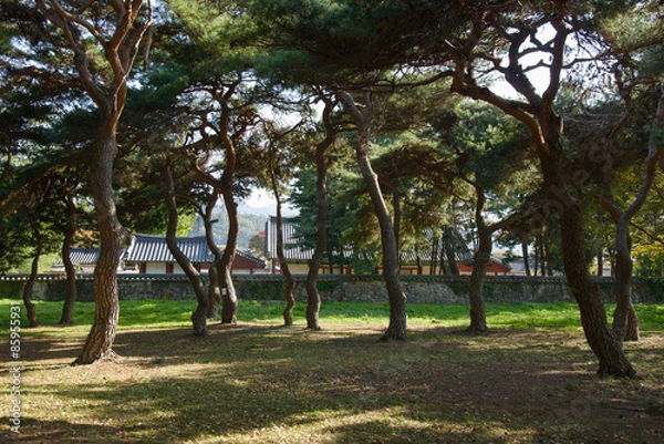 Fototapeta pine tree forest