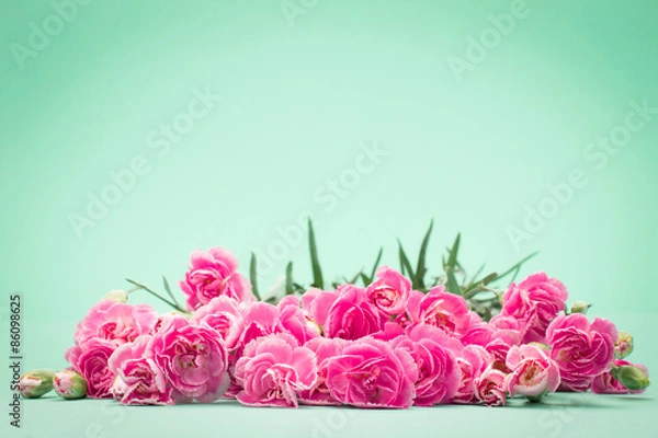 Fototapeta beautiful blooming carnation flowers on a green background