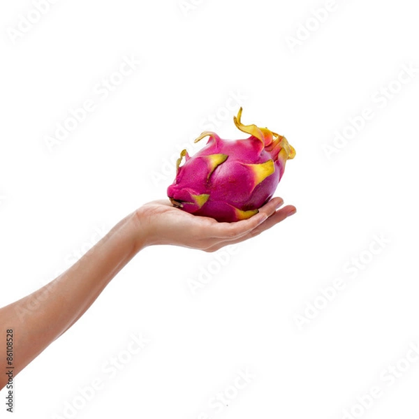 Obraz Female hand holds ripe pitahaya on white background