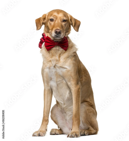 Fototapeta Crossbreed (8 years old) in front of a white background