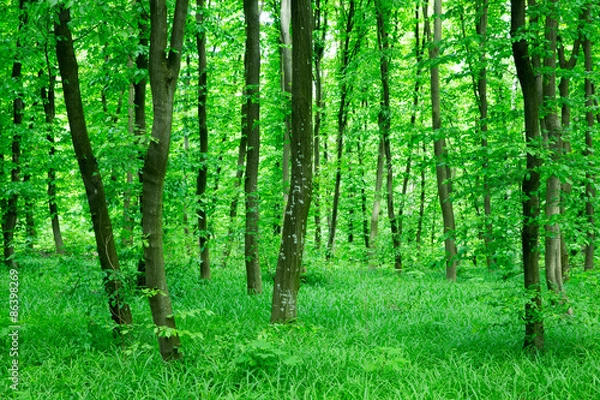 Fototapeta green forest