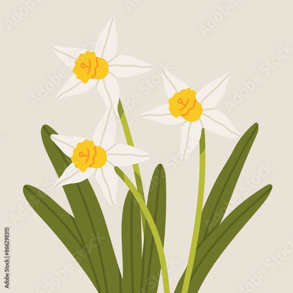 Fototapeta Narcissus flower vector illustration. Spring narcissus flower.