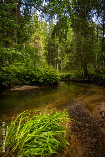 Fototapeta A small river stream flowing through the forest with lush green grass on the banks. Natural scenery of summer in Latvia.