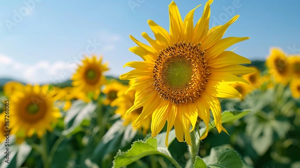 Fototapeta Endless golden sunflowers under a radiant blue sky, epitomizing summers vibrant beauty and warmth 