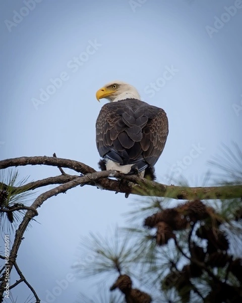 Fototapeta Bald Eagles of Alabama