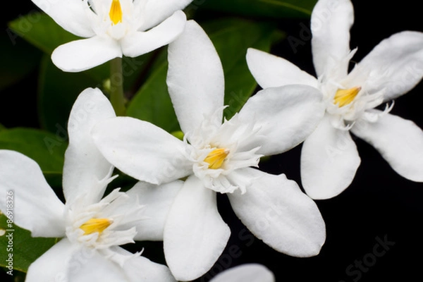 Fototapeta White Flower Isolated on Black Background