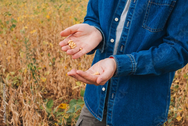 Fototapeta Close-up of a farmer holding ripe yellow soybeans in his palms on a sunny day in an agricultural field in a denim shirt