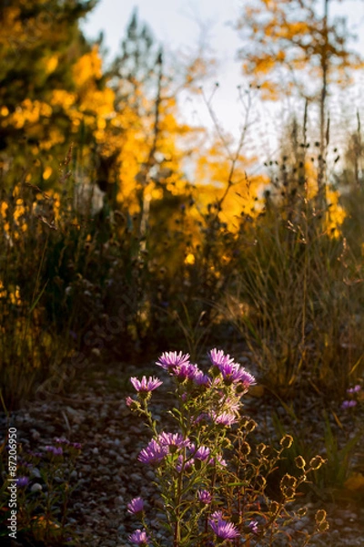 Fototapeta New Mexico Wildflowers at Sunset