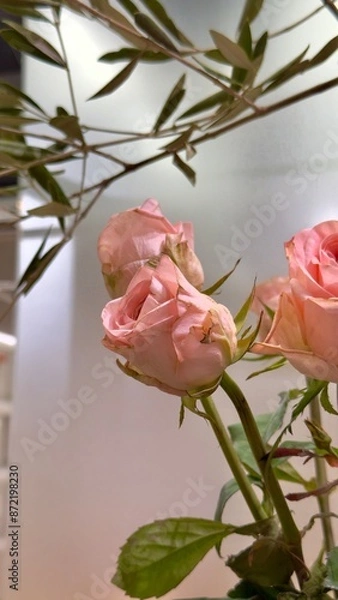 Fototapeta Pink roses in soft focus