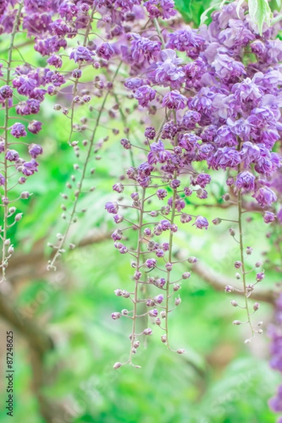 Fototapeta Double flower of wisteria
