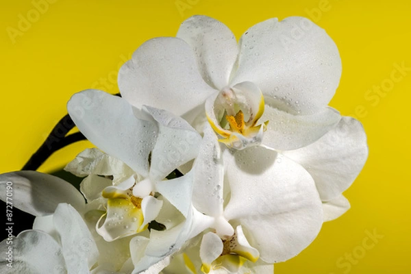 Fototapeta Blooming white orchid on a yellow background