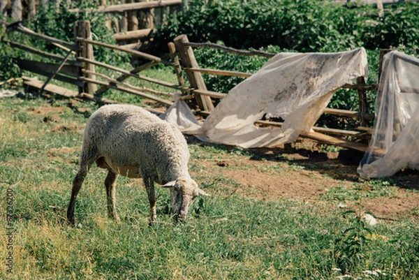 Fototapeta sheep grazing