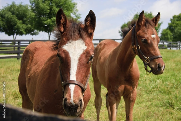 Fototapeta Two Colts Closeup