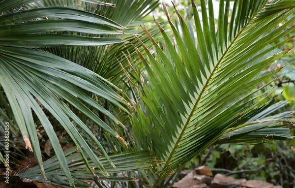 Fototapeta  closeup of beautiful palm leaves in a wild tropical palm garden. Generative AI.