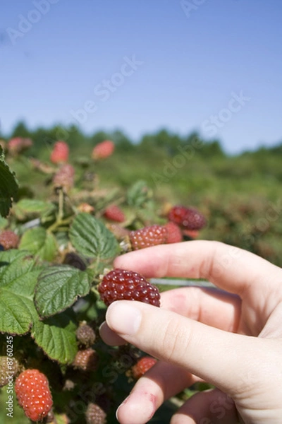 Fototapeta Tayberry picking