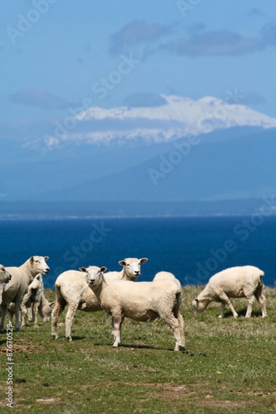 Fototapeta Sheep at lake Tauop, New Zealand