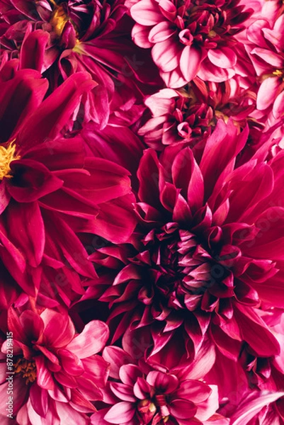 Fototapeta Beautiful floral background with colorful vivid dahlia flowers in full bloom. Summer flowery texture