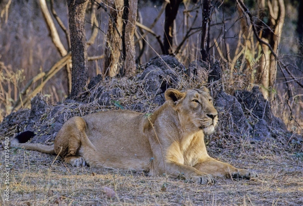 Fototapeta Asiatic lion