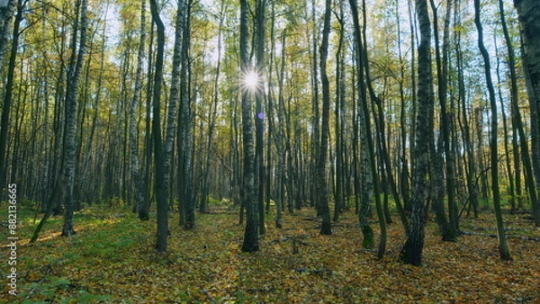 Fototapeta Beautiful forest. Warm day outdoors. Sunrays through trees in woodland. Timelapse.