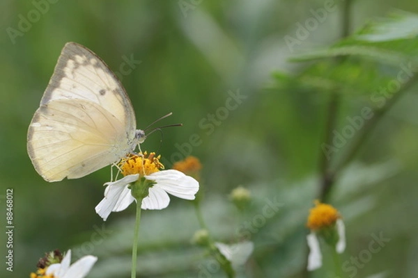 Fototapeta butter fly
