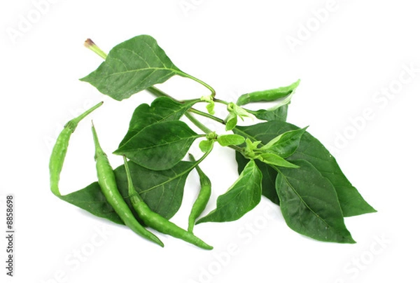 Fototapeta green chilli peppers isolated on white