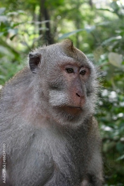 Fototapeta Close-up portrait of monkey macaque face in Sacred Monkey Forest in Indonesia 