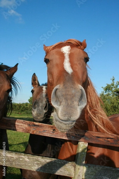 Fototapeta Chevaux