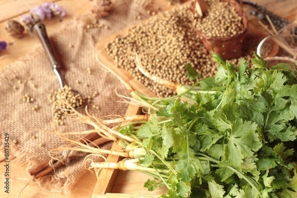 Fototapeta Dry coriander seeds and fresh coriander green.