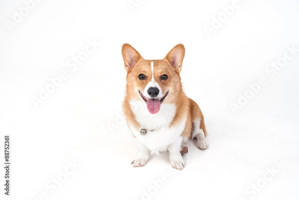 Fototapeta corgi dog