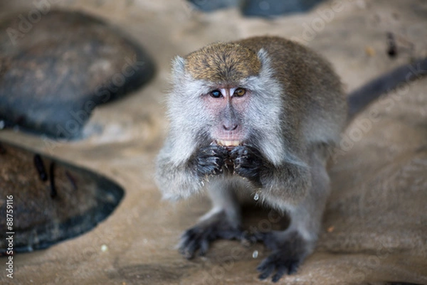 Fototapeta Macaque, Borneo, Malaysia