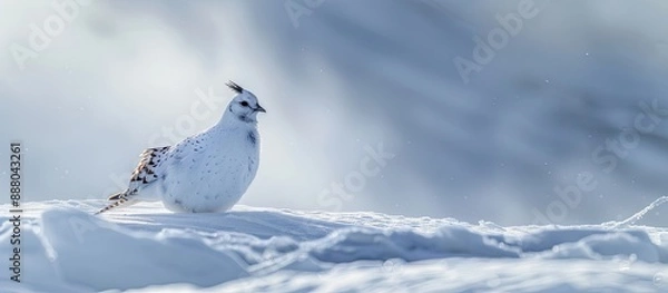 Fototapeta A Svalbard Rock ptarmigan scientifically known as Lagopus muta hyperborea with its winter plumage is pictured standing in the snow at Svalbard creating a serene copy space image for viewers