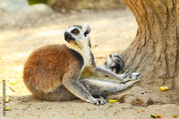 Fototapeta Lemur catta