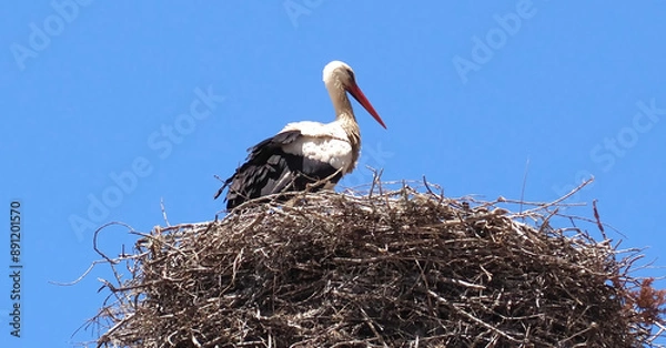 Fototapeta Ciconia White Stork bird in the family nest