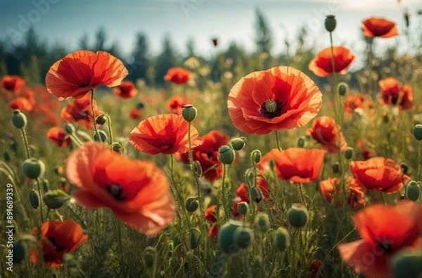 Fototapeta Field of vibrant red poppies basks in golden light of setting sun breathtaking scene