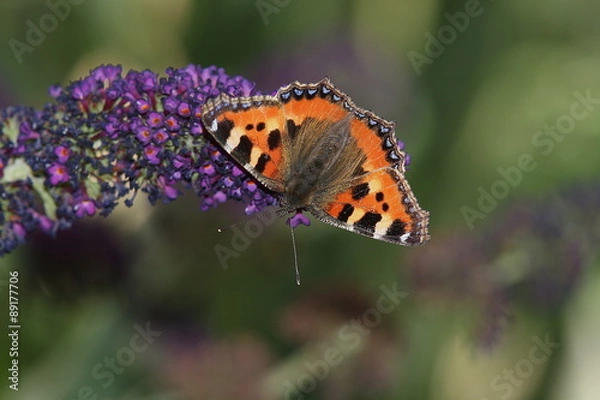 Fototapeta Kleiner Fuchs, aglais urticae, Schmetterling