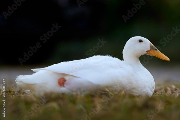 Fototapeta Close up of white Indian runner duck