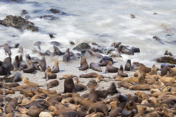 Fototapeta Mähnenrobbenkolonie am Strand