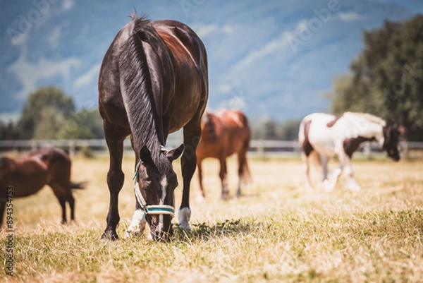 Fototapeta grasendes Pferd