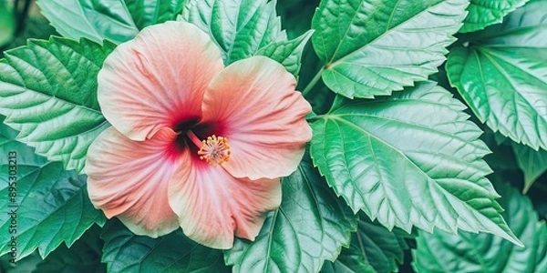 Fototapeta Vibrant hibiscus flower and lush green leaf, tropical, vibrant, exotic, floral, nature, colorful, bloom, garden, petals, botany