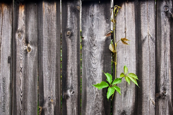 Fototapeta Foliage wild grapes on vintage wooden background with copy space