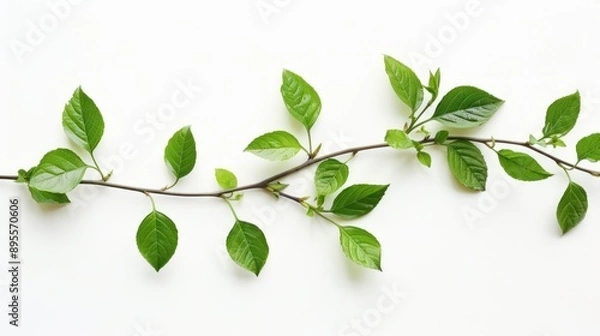 Fototapeta Green Branch with Fresh Leaves on a White Background