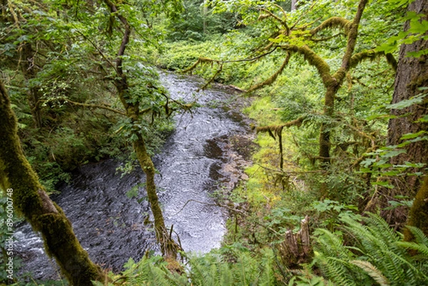 Fototapeta waterfall in the forest