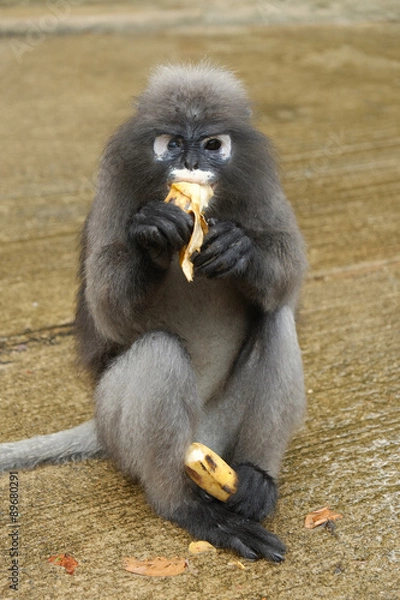 Fototapeta Leaf Monkey