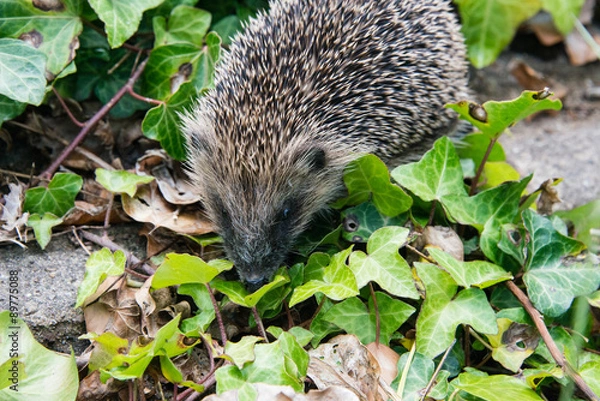 Obraz Young hedgehog in garden